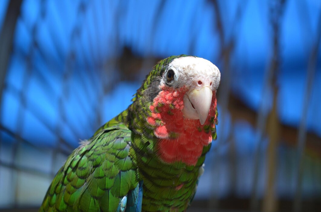 Let's Talk About Parrots: The Top Pet Species in Singapore