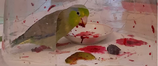 How to Keep Parrots with Less Mess: Essential Tips for a Cleaner Bird Care Routine