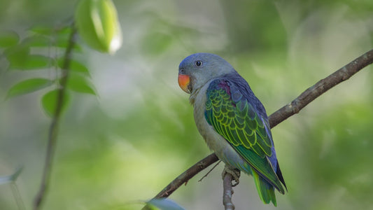 Are there parrots in Malaysia?