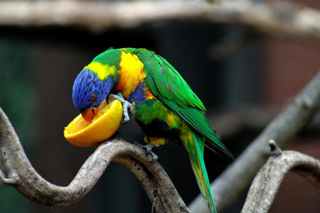 How to Keep Parrots with Less Mess: Essential Tips for a Cleaner Bird Care Routine