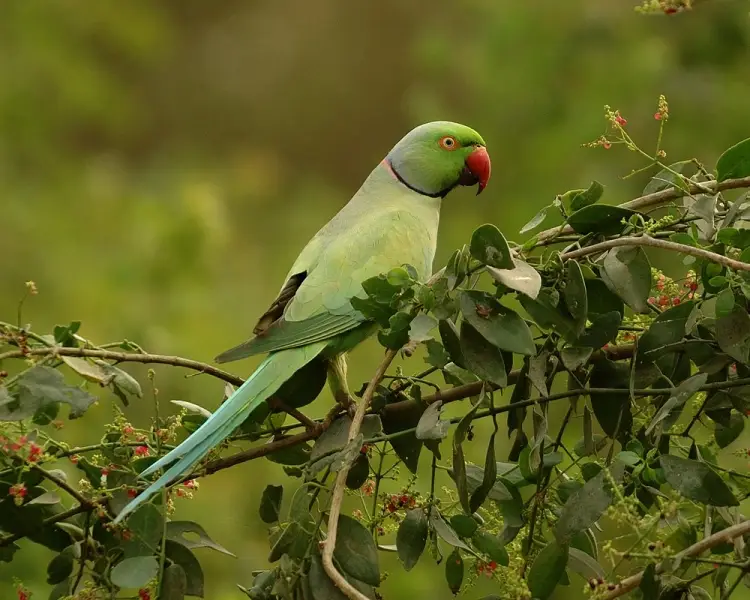 How Long Do Parrots Live? Tips for a Longer Life